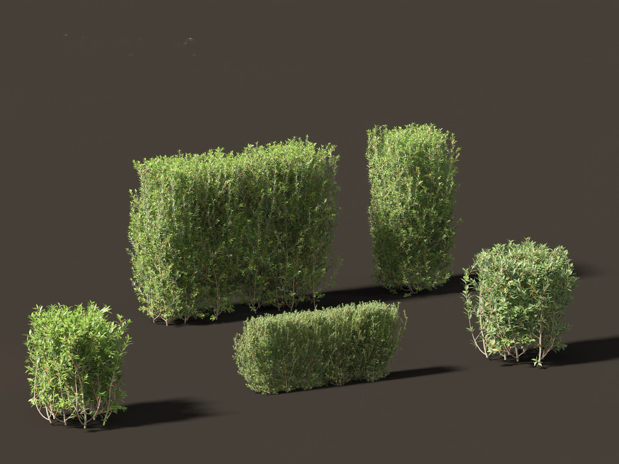 Ligustrum vulgare - European privet 02 3D model_2