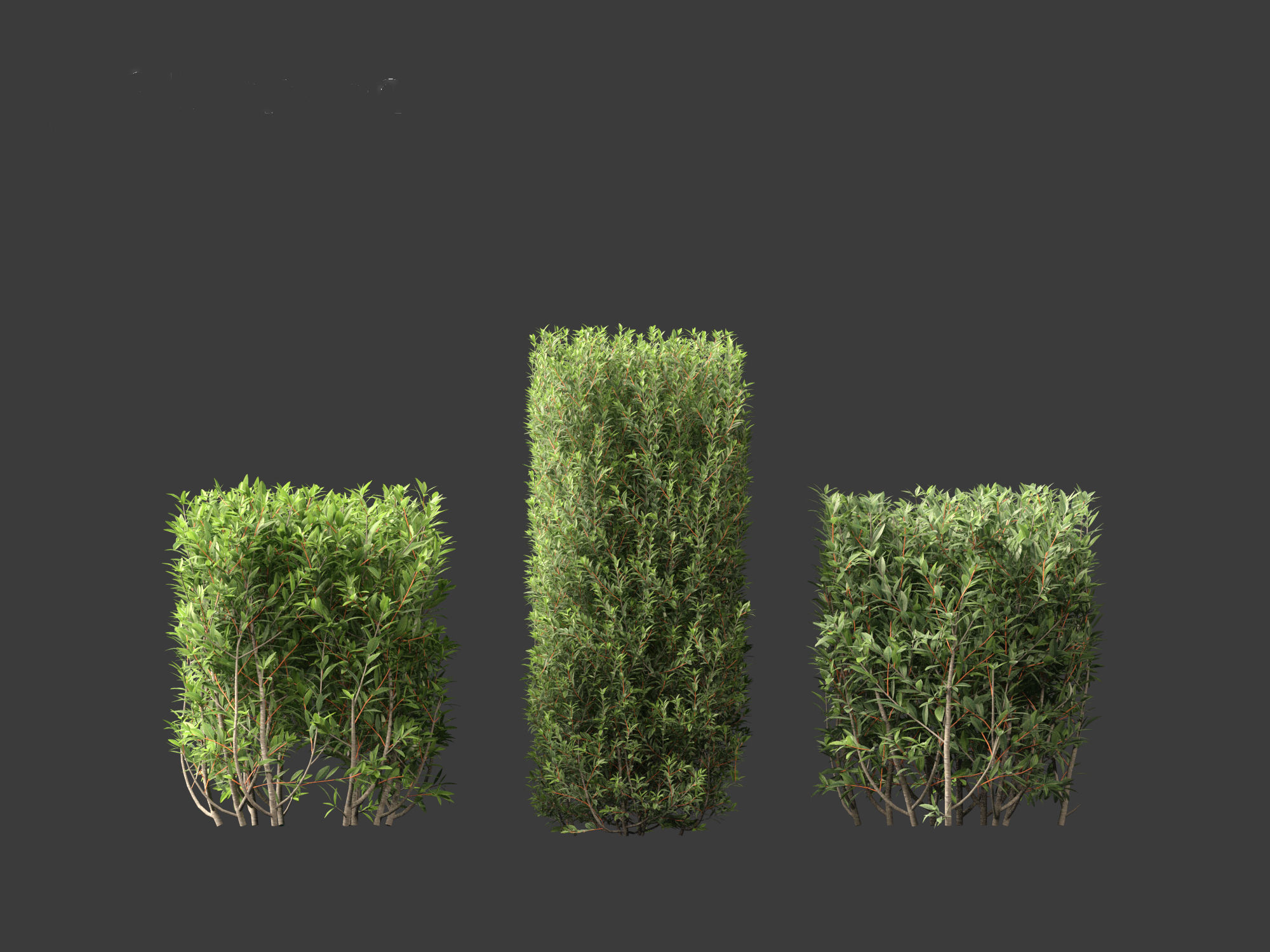 Ligustrum vulgare - European privet 02 3D model_6