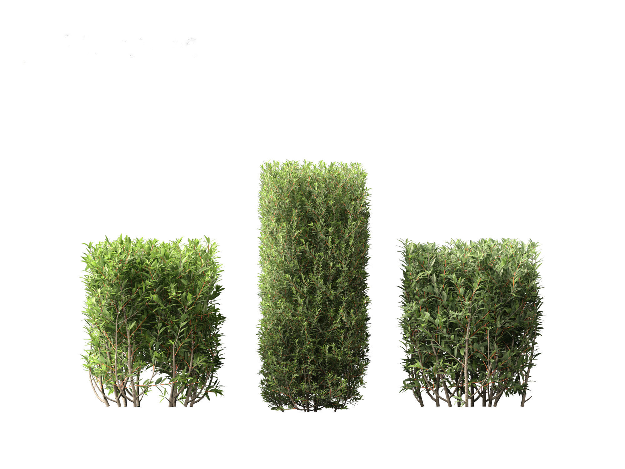 Ligustrum vulgare - European privet 02 3D model_5