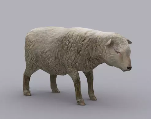 SHEEP GAME READY ANIMATED MODEL Low-poly 3D model_0