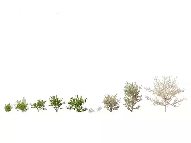 Prunus spinosa -blackthorn plum 3D model