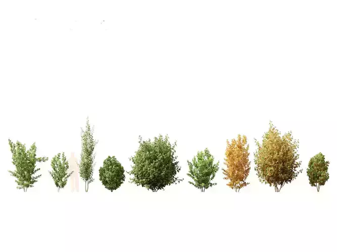 Rhamnus frangula - glossy buckthorn