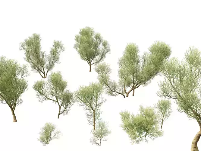 Euphorbia tirucalli - Indian tree spurge 3D model