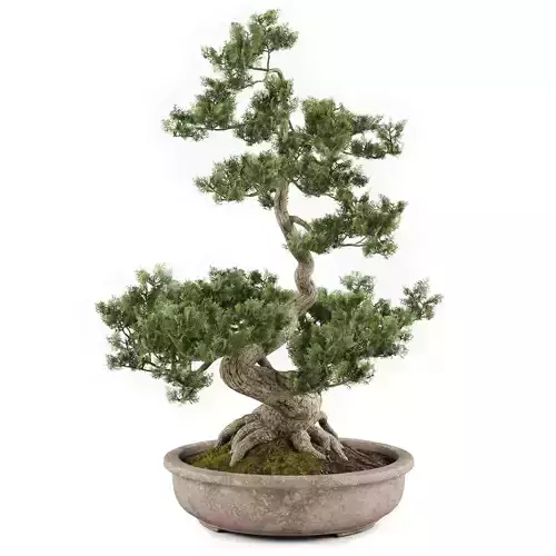 Bonsai tree 02
