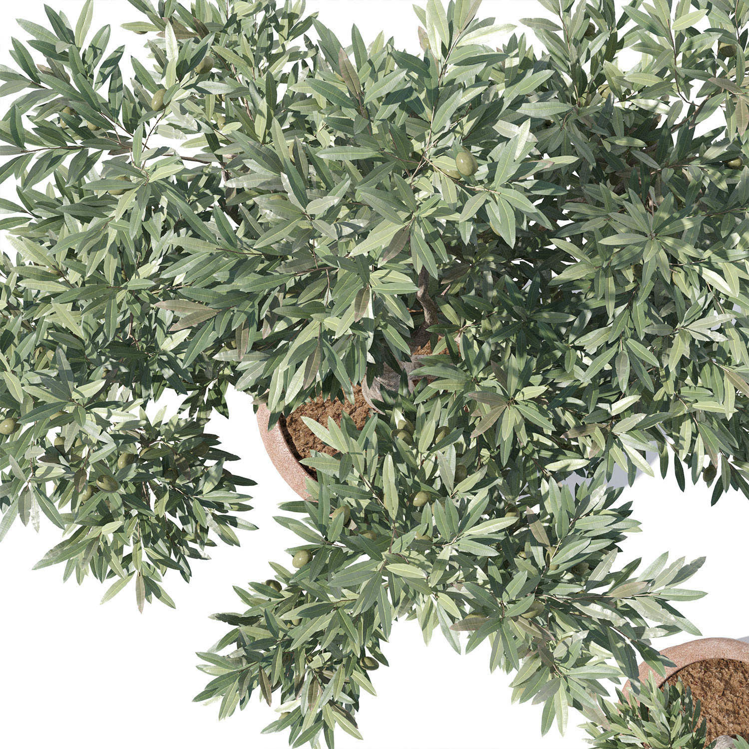 Olive tree in pot 01 3D model_5