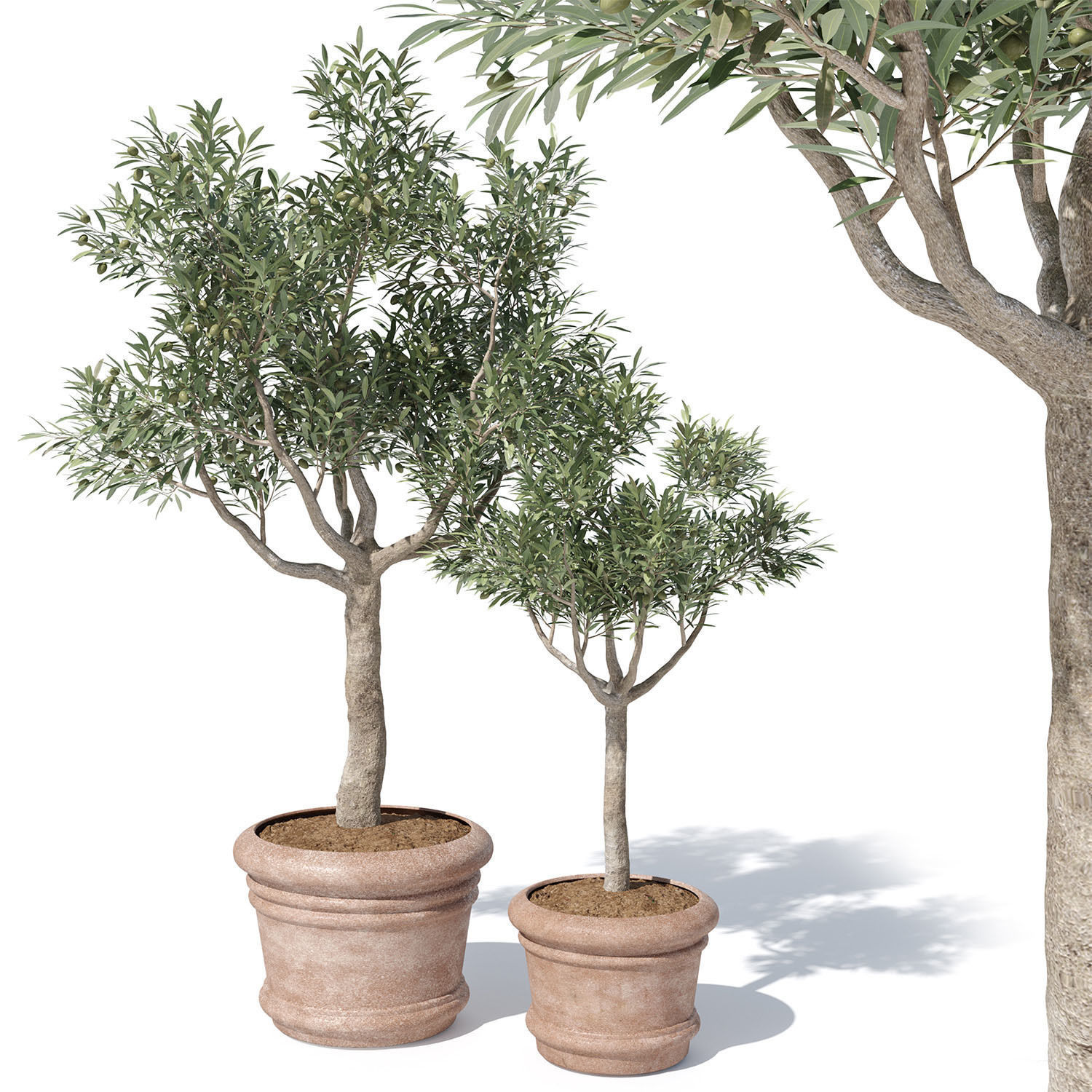 Olive tree in pot 01 3D model_1