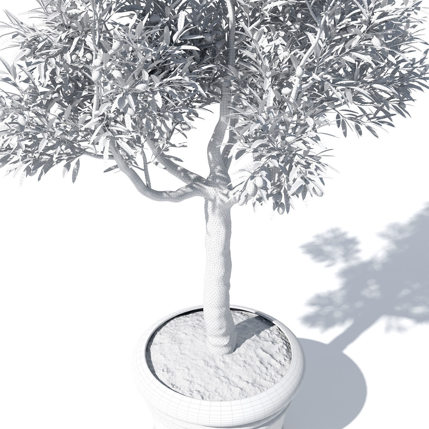 Olive tree in pot 01 3D model_7