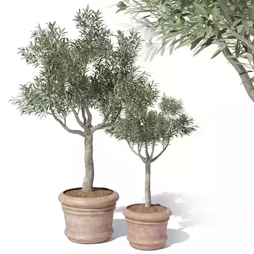Olive tree in pot 01 3D model