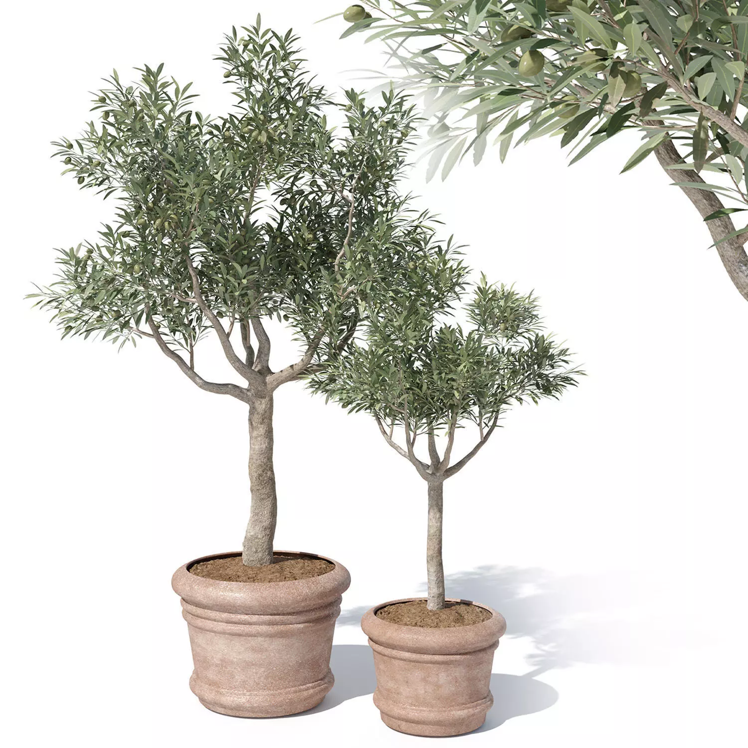 Olive tree in pot 01 3D model_0