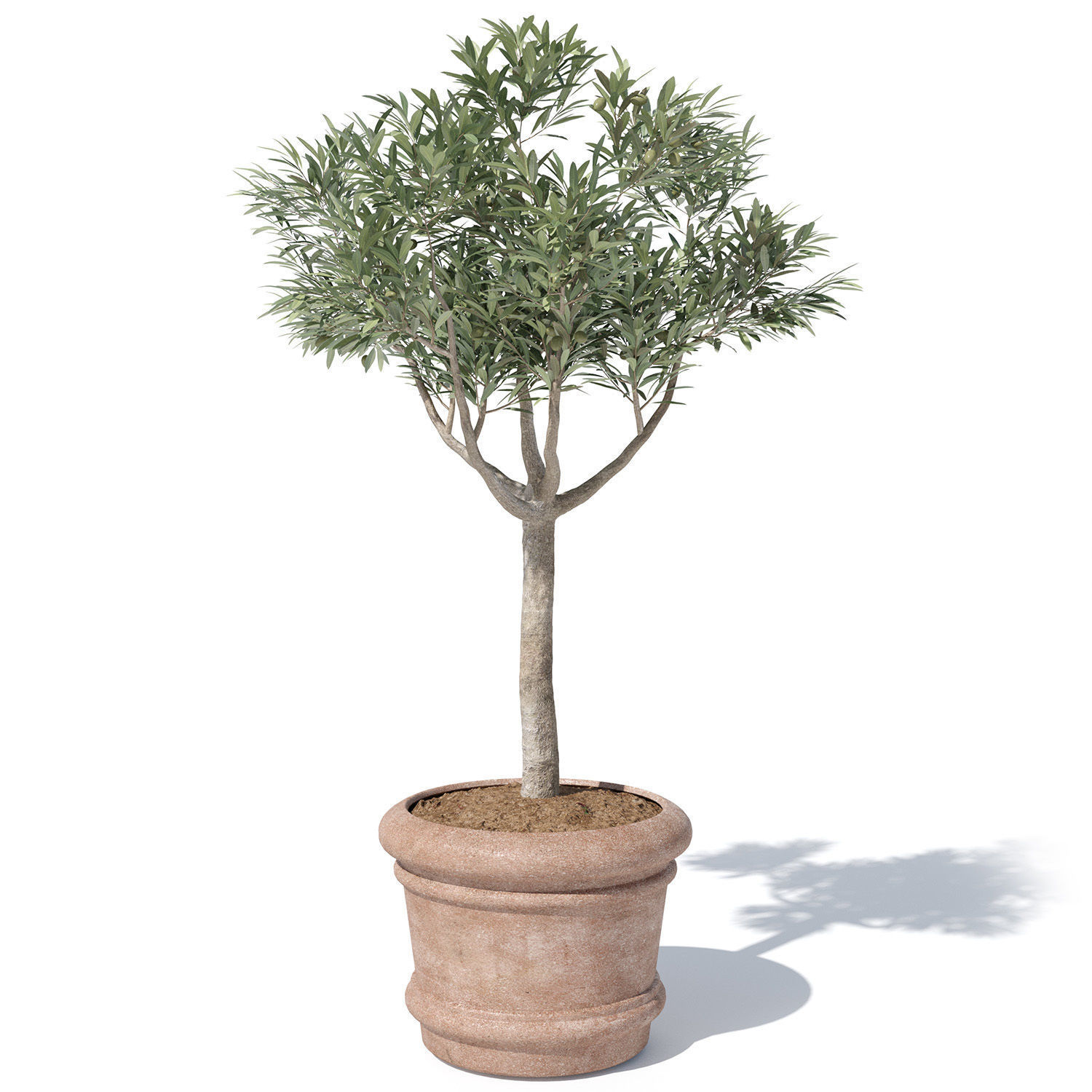 Olive tree in pot 01 3D model_3