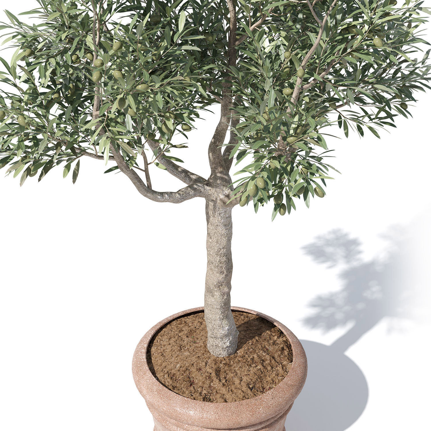 Olive tree in pot 01 3D model_4