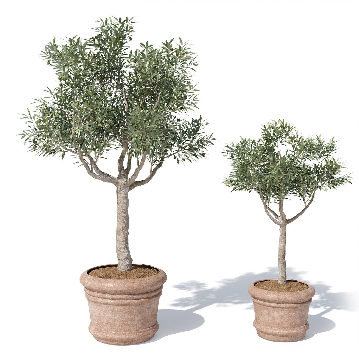 Olive tree in pot 01 3D model_2
