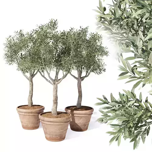 Olive tree in pot 02 3D model