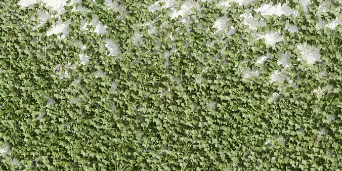 ivy for wall collection vol 101-Blender