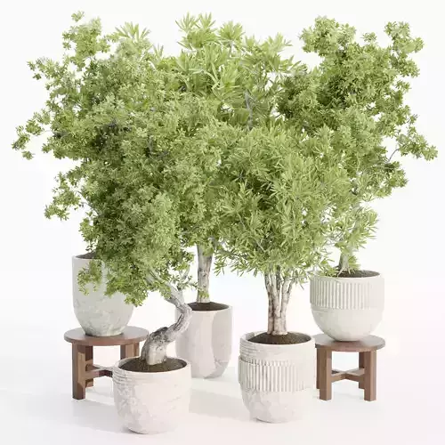 Indoor Plants collection vol 103-Blender 3D model