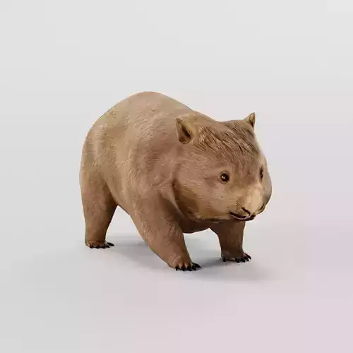 Wombats Joey Animal  3D Model 3D model