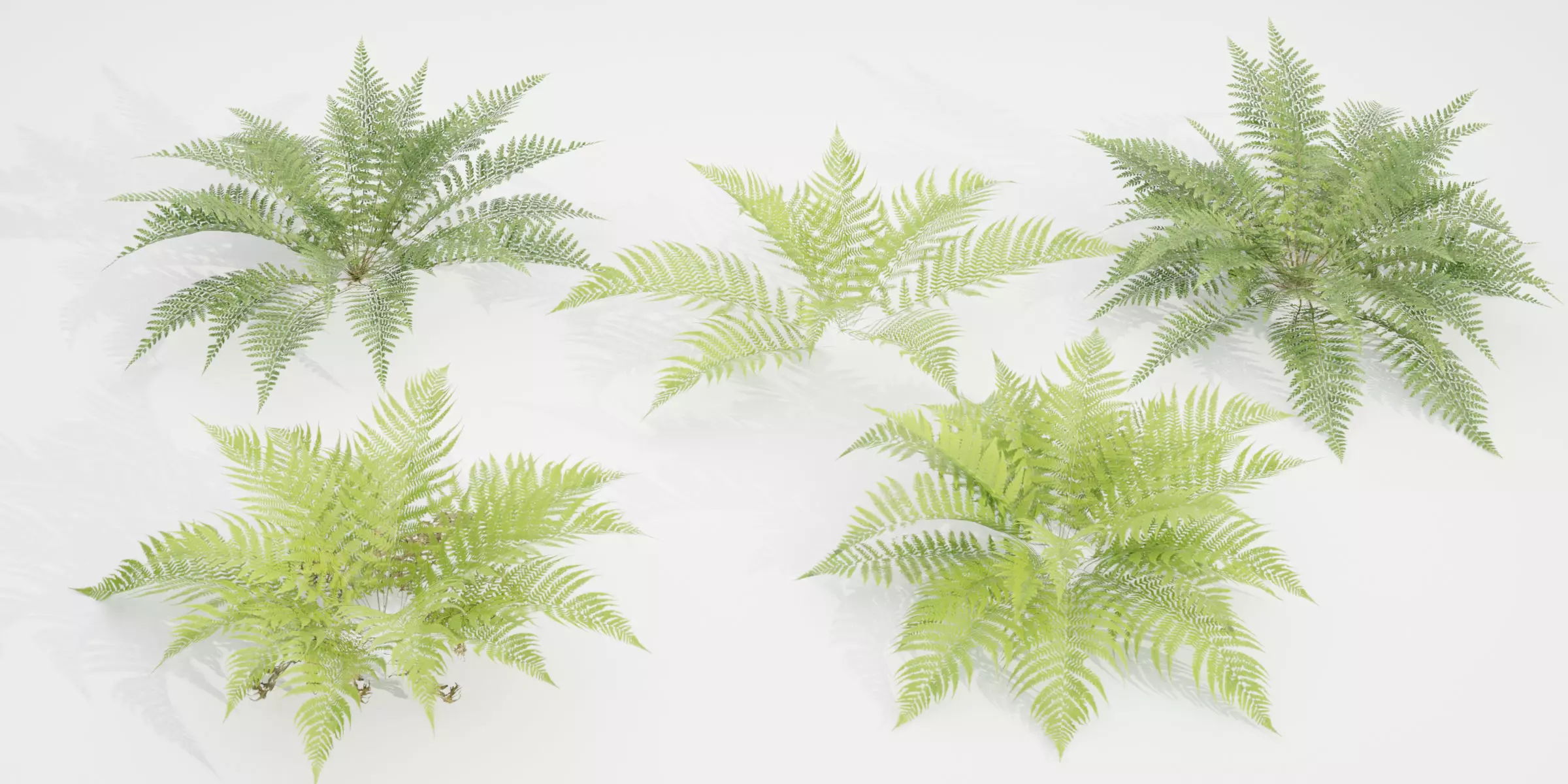 ferns collection vol 104-Blender 3D model_0