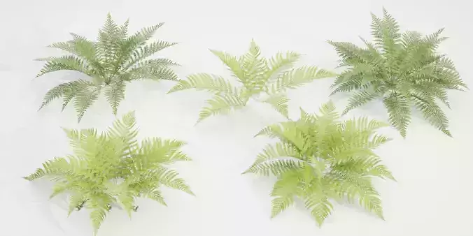 ferns collection vol 104-Blender