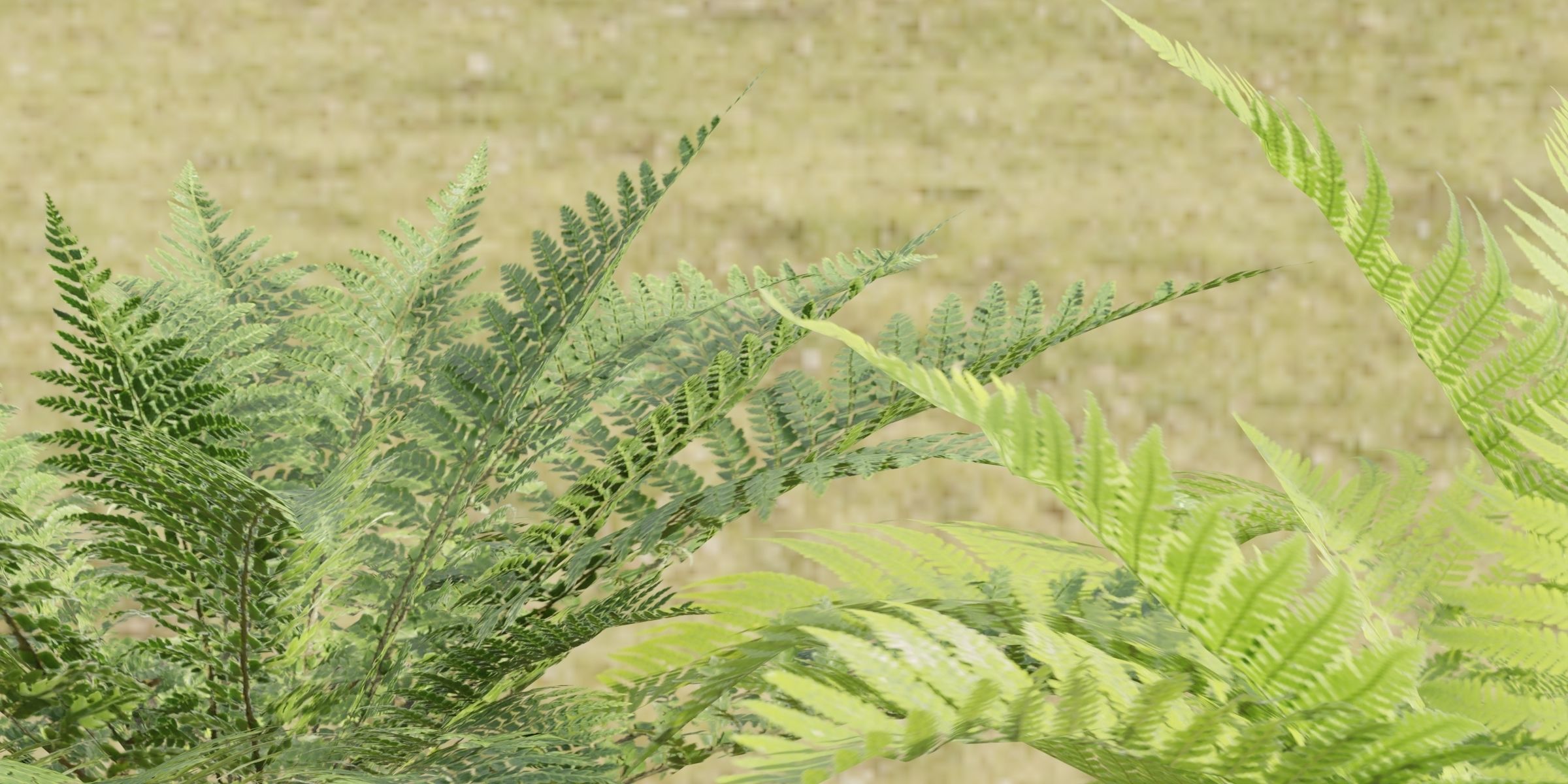 ferns collection vol 104-Blender 3D model_2