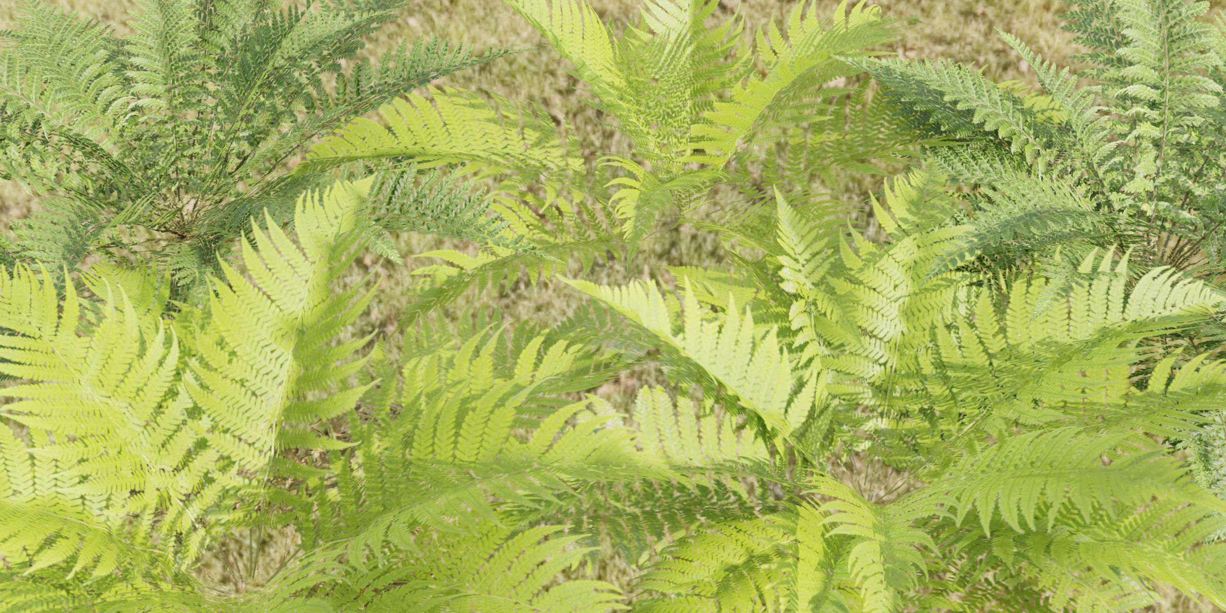 ferns collection vol 104-Blender 3D model_1