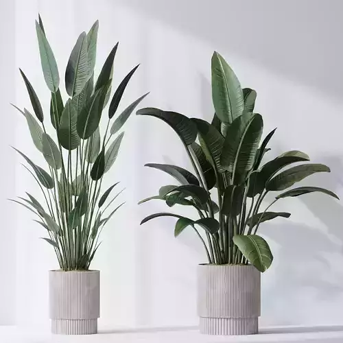 HQ Plants Bird Of ParadiseBird Vase Set01 3D model