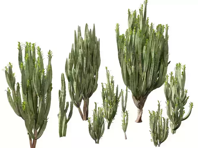 Euphorbia trigona - African milk tree 3D model