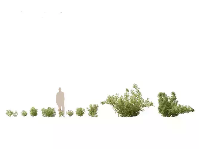 Rosa rugosa - Rugosa rose