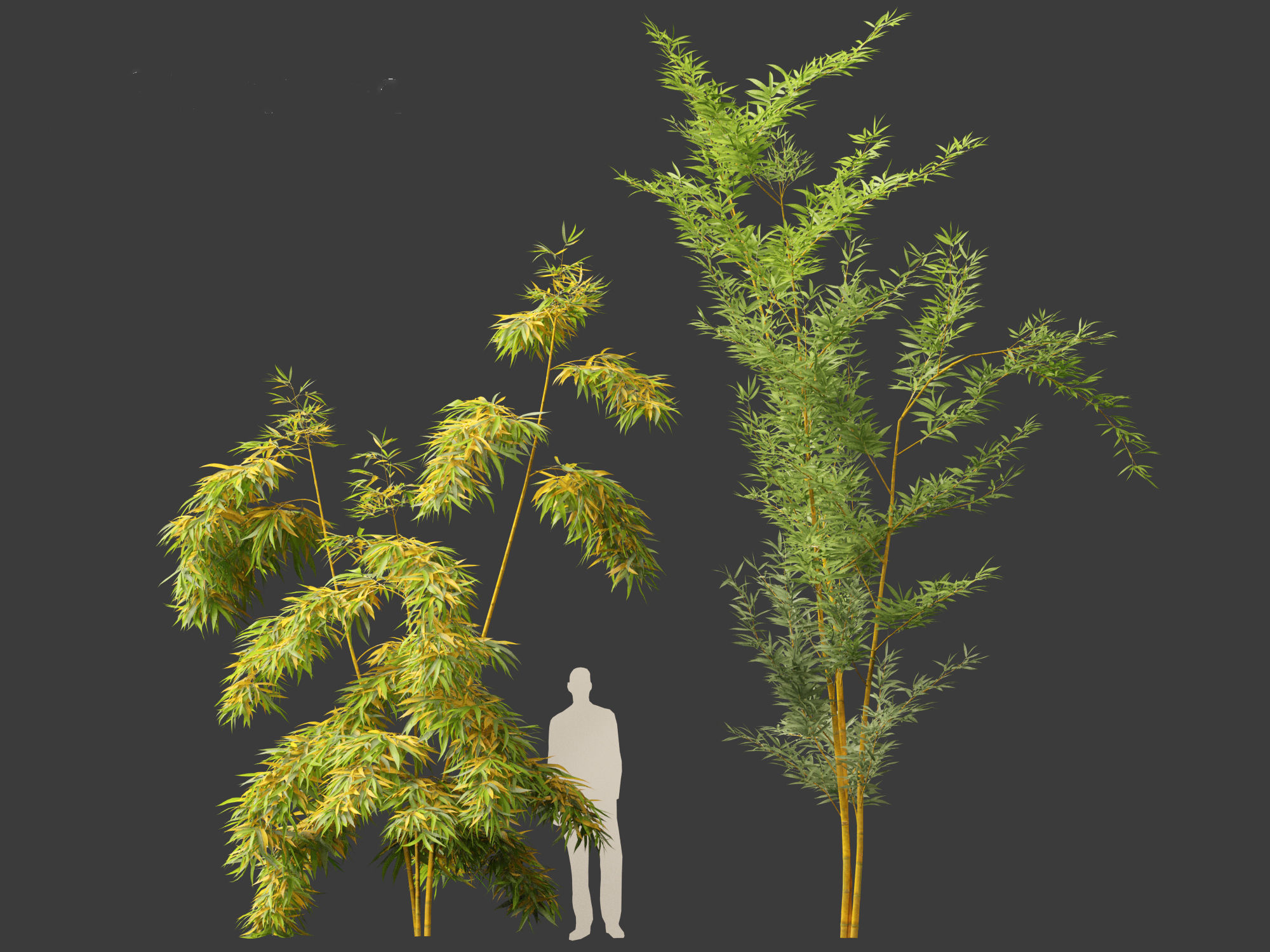 Alphonse karr bamboo - Bambusa multiplex 3D model_7