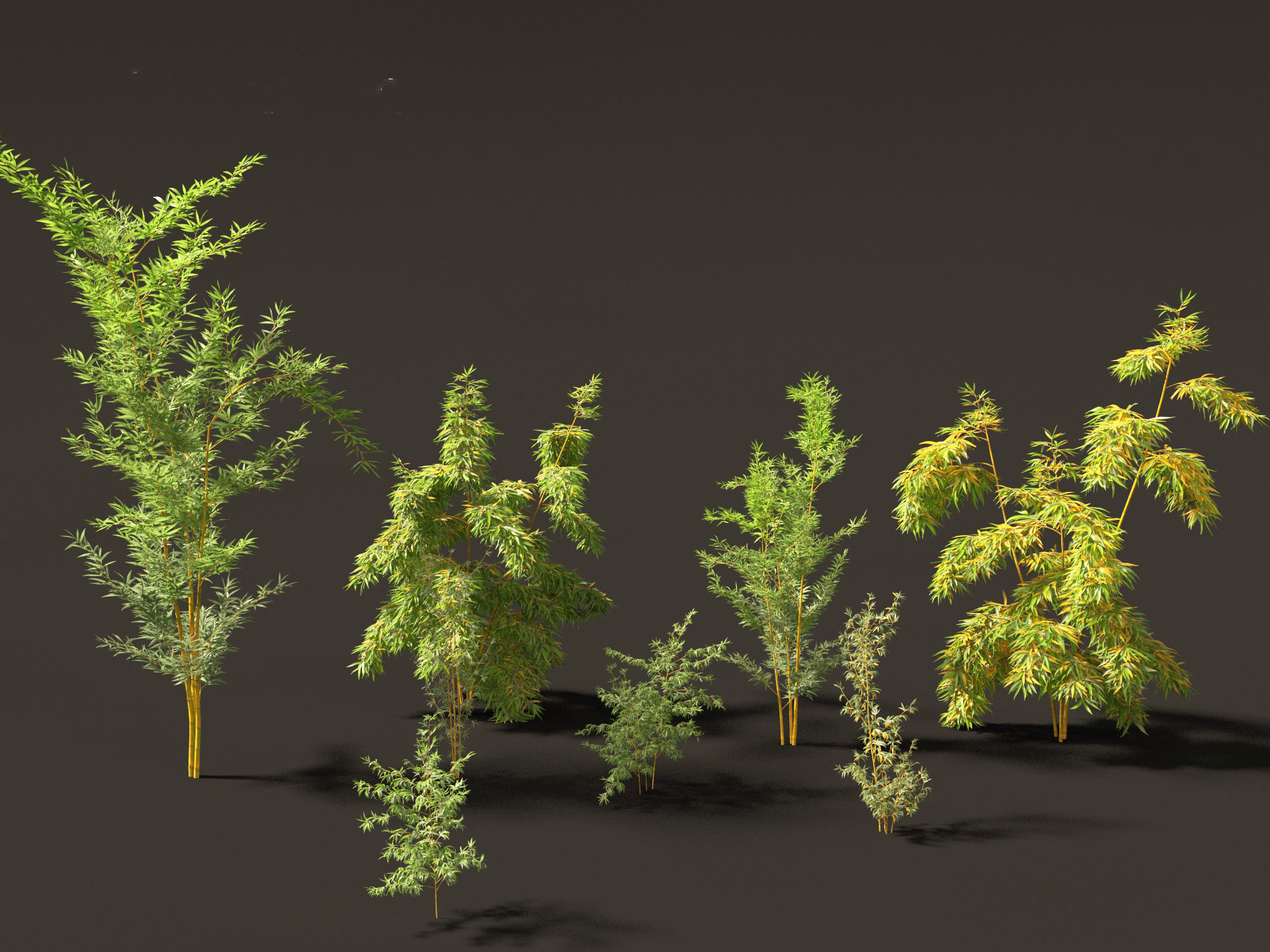 Alphonse karr bamboo - Bambusa multiplex 3D model_8