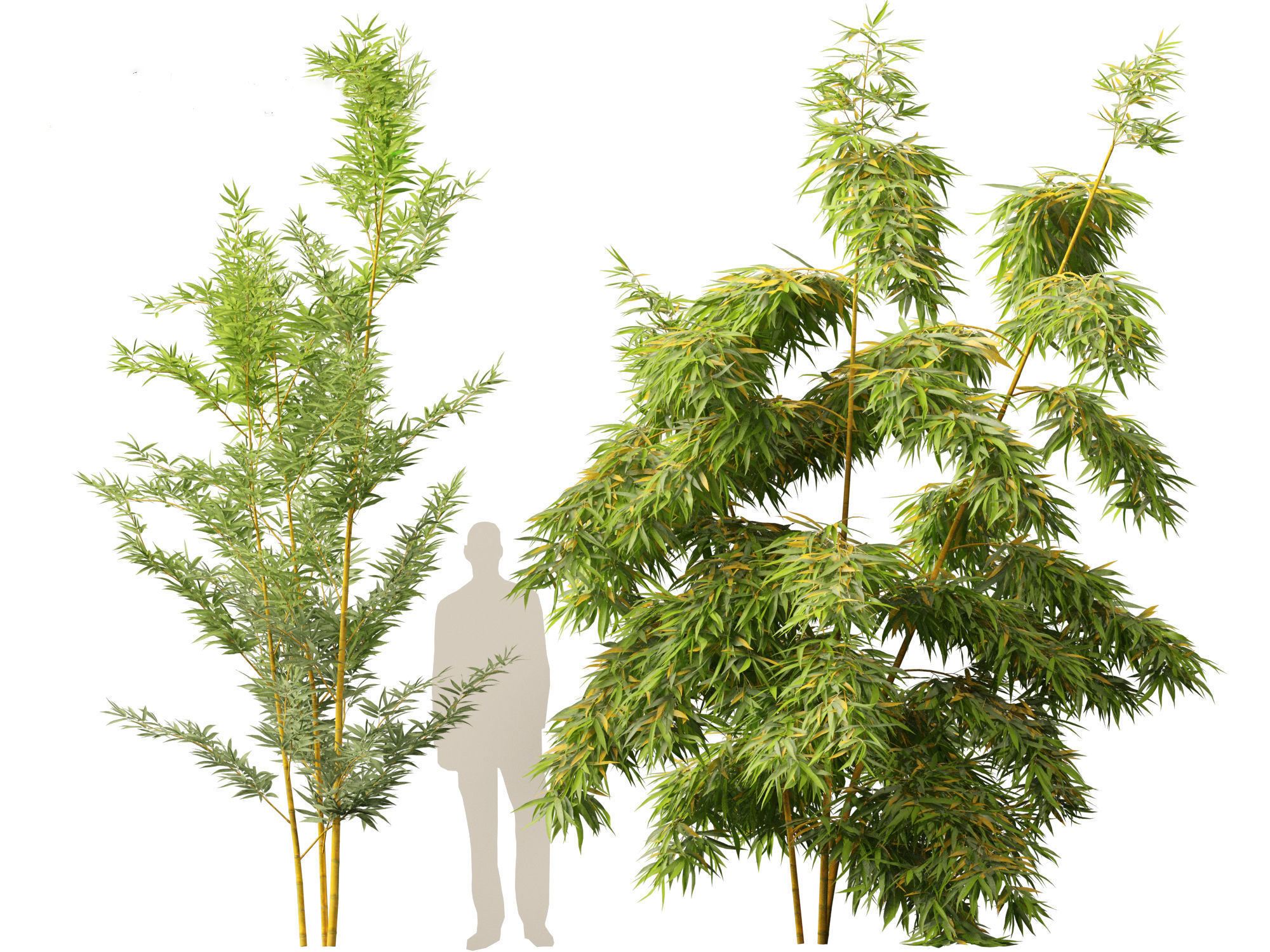 Alphonse karr bamboo - Bambusa multiplex 3D model_4