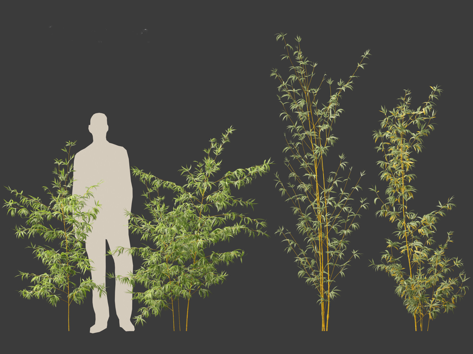 Alphonse karr bamboo - Bambusa multiplex 3D model_3