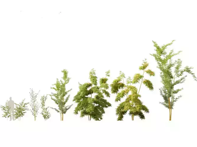 Alphonse karr bamboo - Bambusa multiplex 3D model