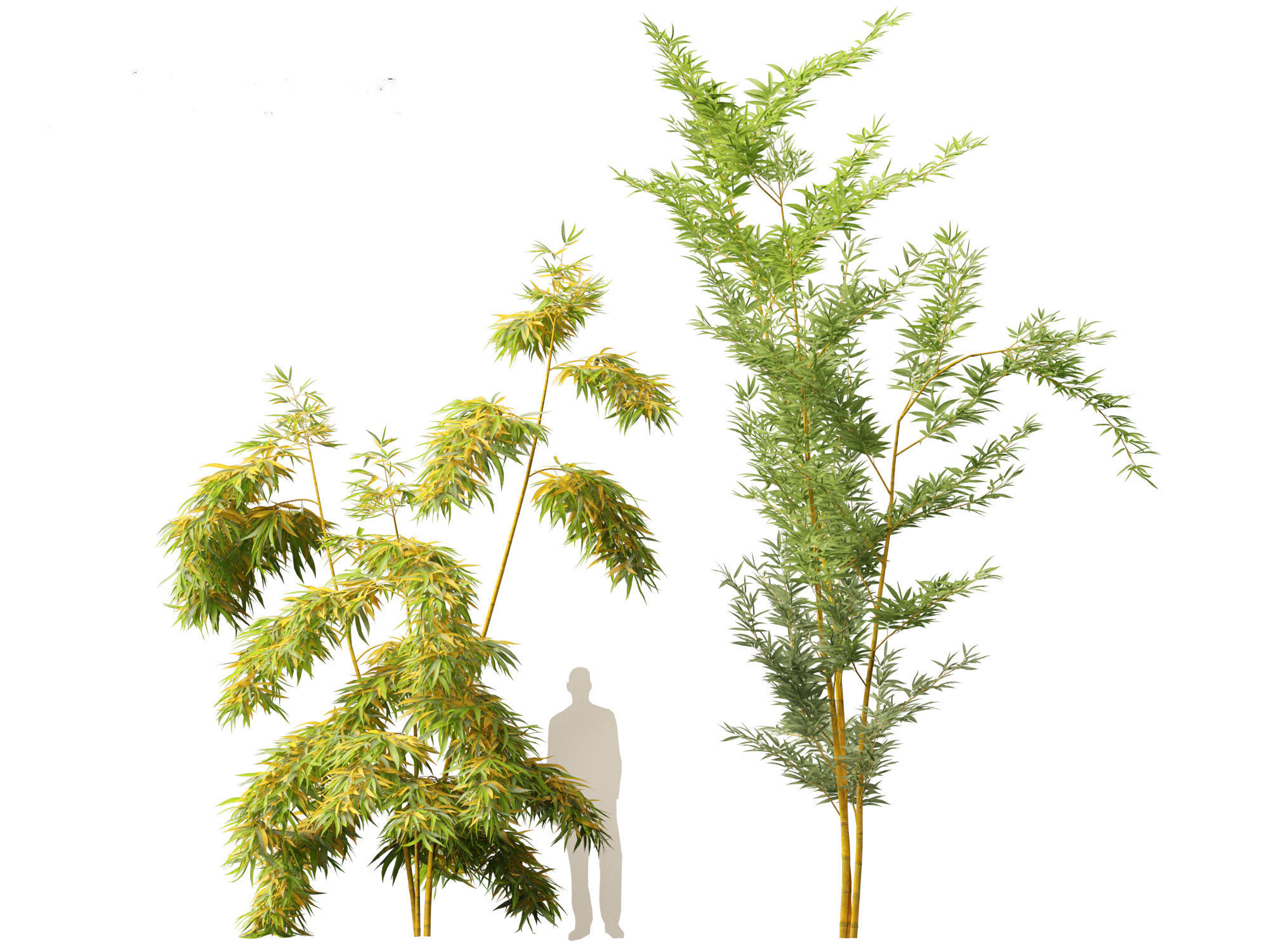 Alphonse karr bamboo - Bambusa multiplex 3D model_6