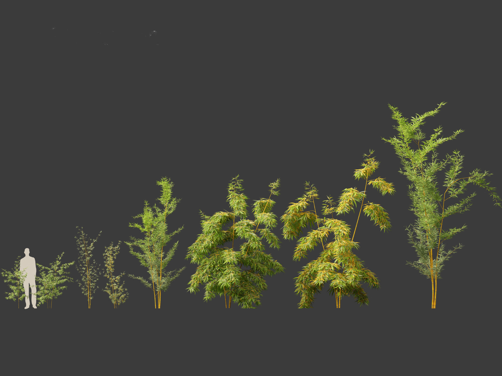 Alphonse karr bamboo - Bambusa multiplex 3D model_1