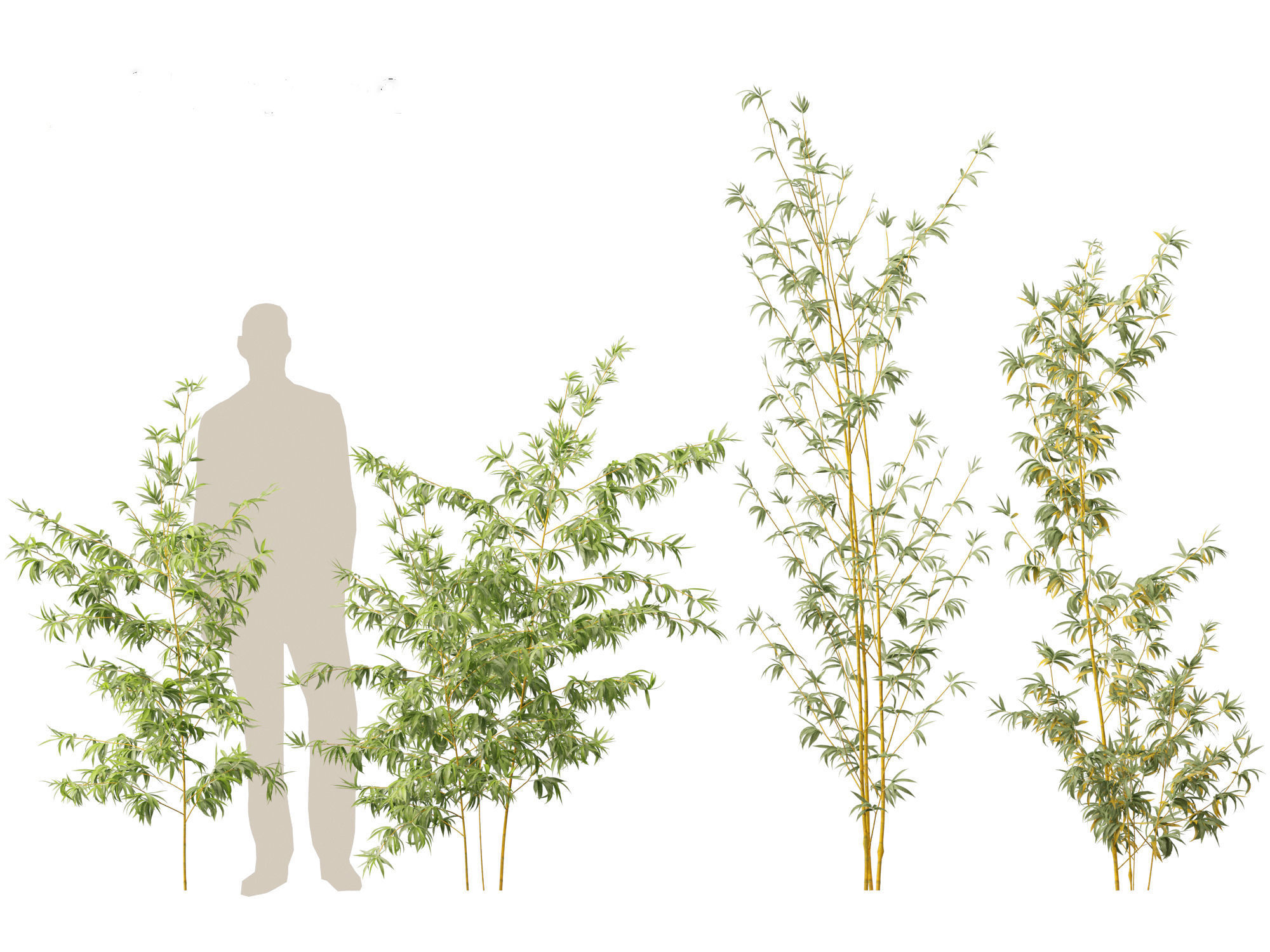 Alphonse karr bamboo - Bambusa multiplex 3D model_2