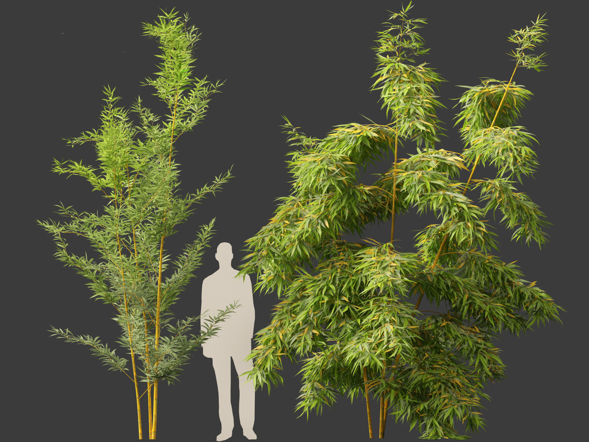 Alphonse karr bamboo - Bambusa multiplex 3D model_5