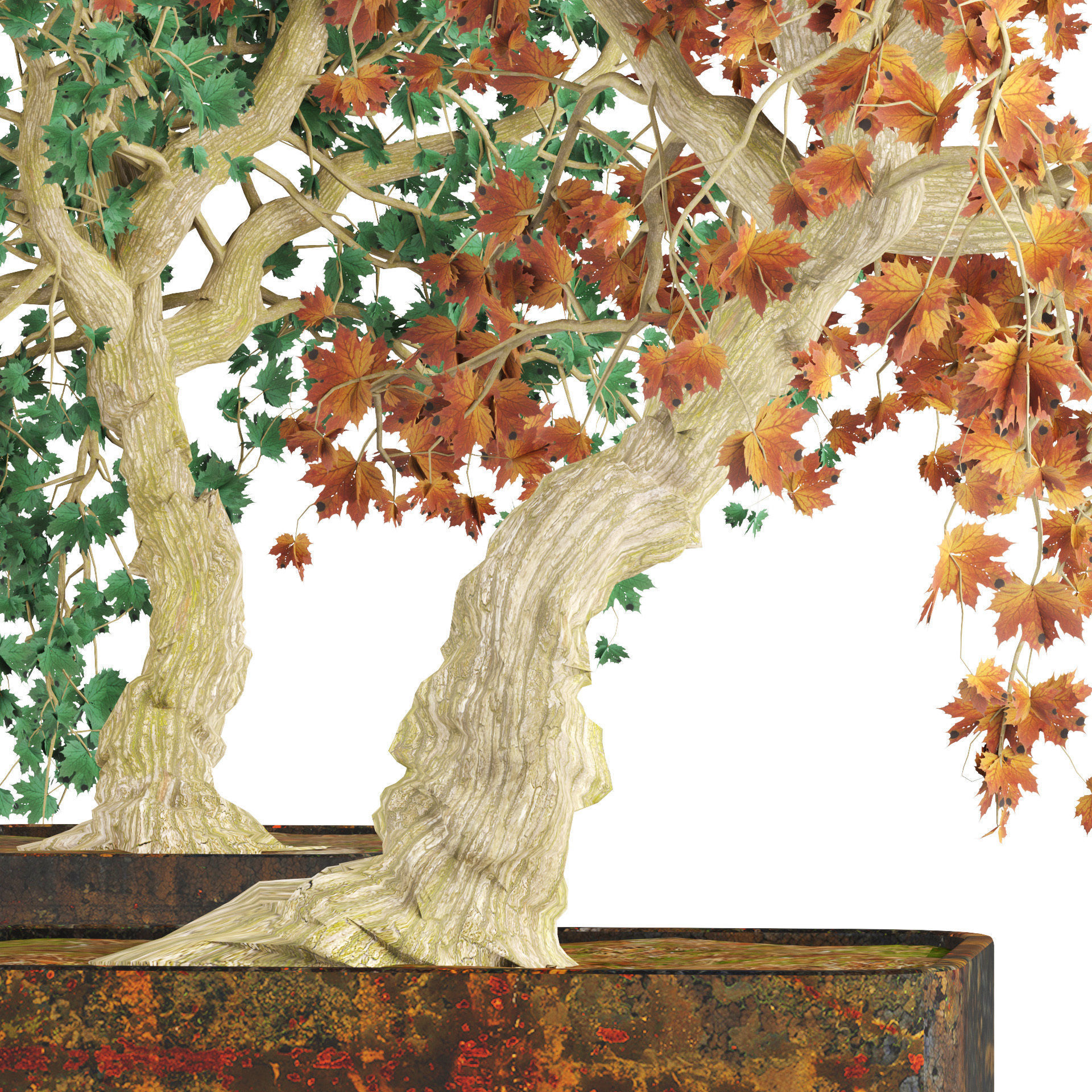 fall and green bonny bonsai pot trees Low-poly 3D model_2