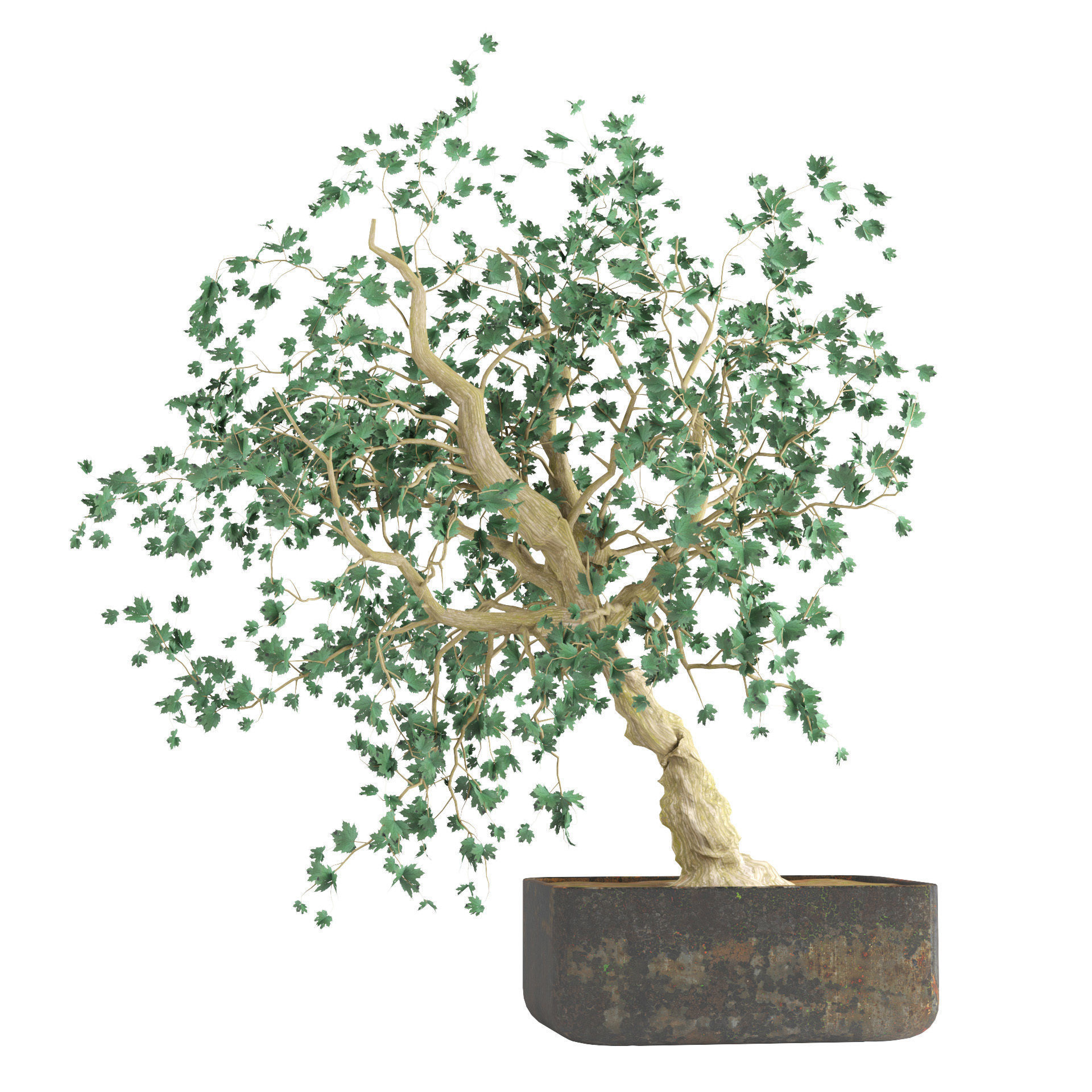 fall and green bonny bonsai pot trees Low-poly 3D model_4