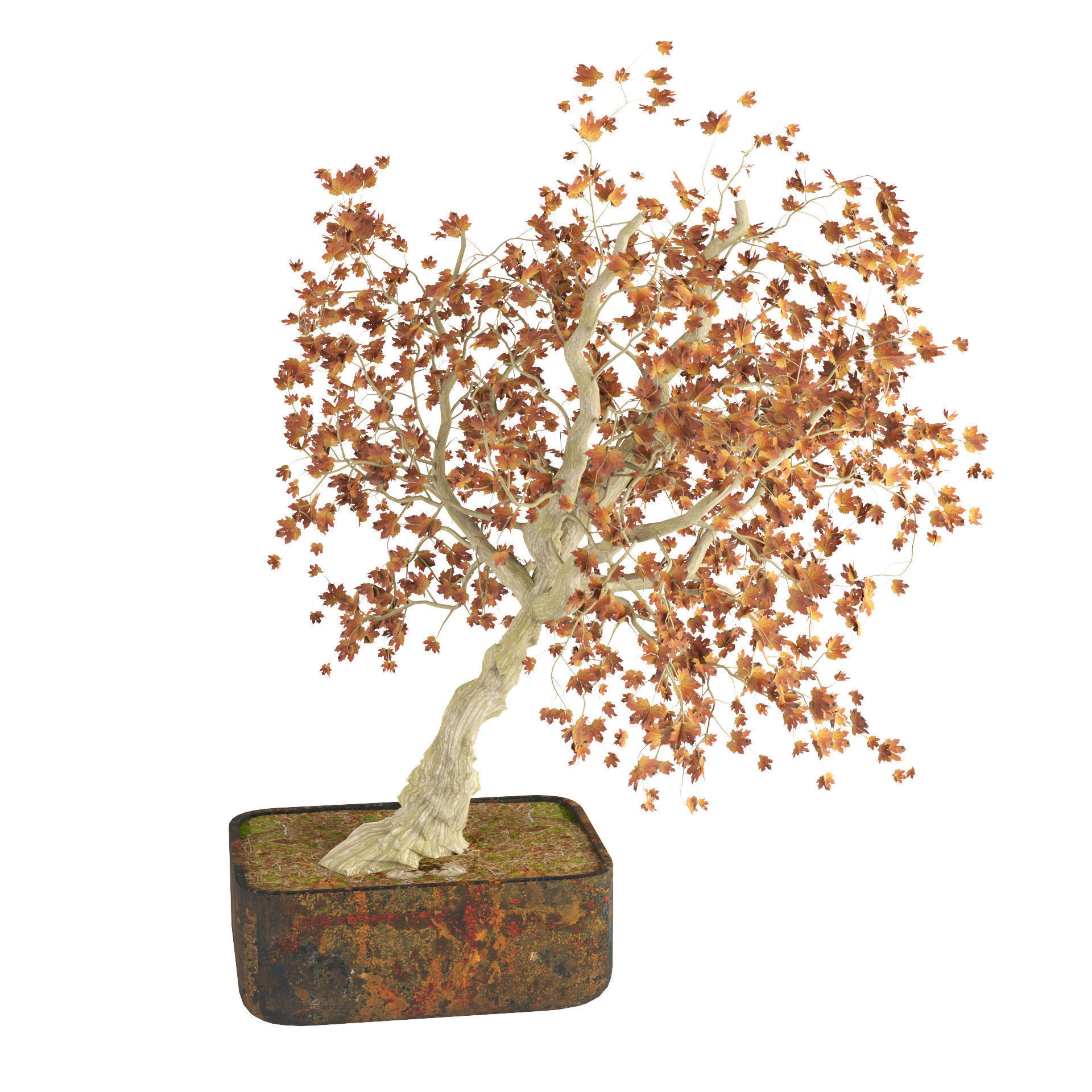 fall and green bonny bonsai pot trees Low-poly 3D model_3