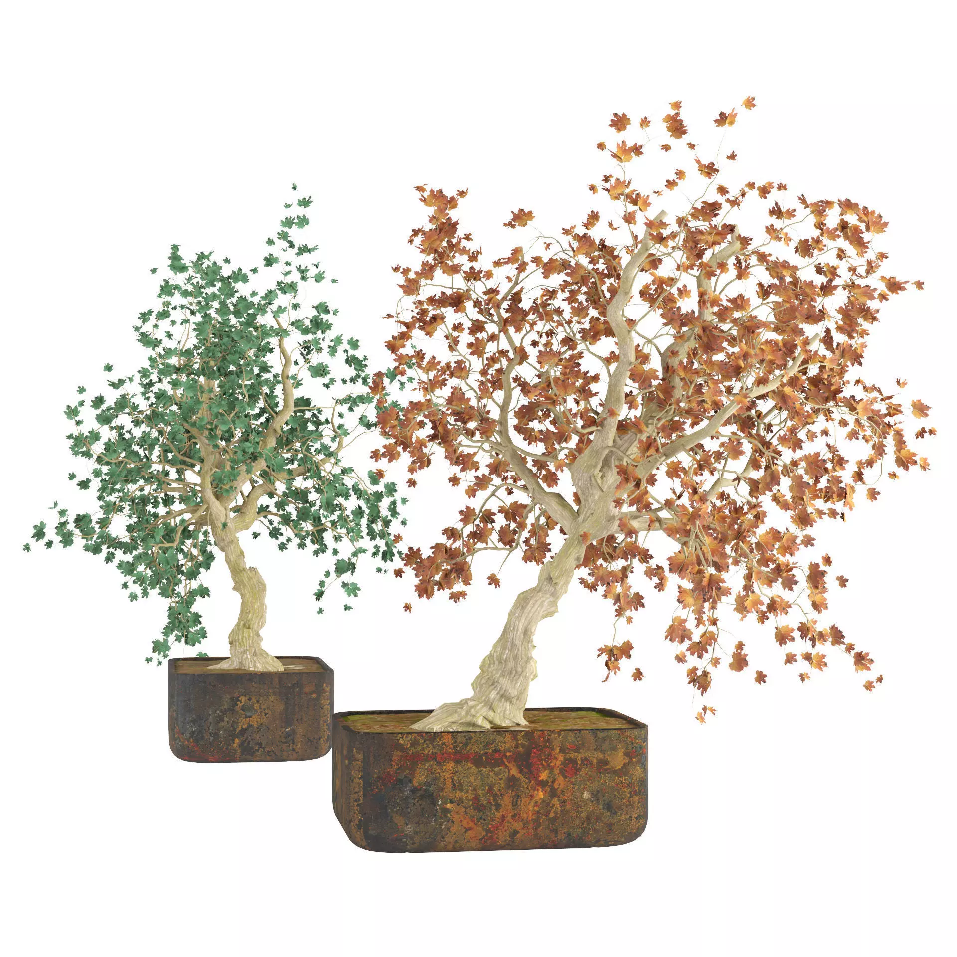 fall and green bonny bonsai pot trees Low-poly 3D model_0