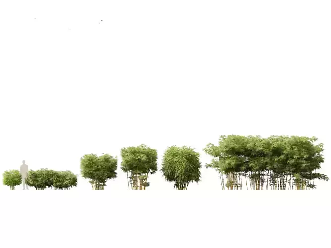 Alphonse karr bamboo - Bambusa multiplex 02 3D model