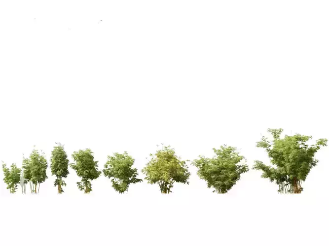 Alphonse karr bamboo - Bambusa multiplex 03