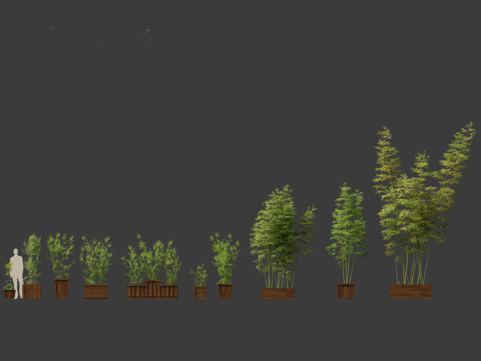 Bambusa boniopsi - Jade Goddess Bamboo  01 3D model_1