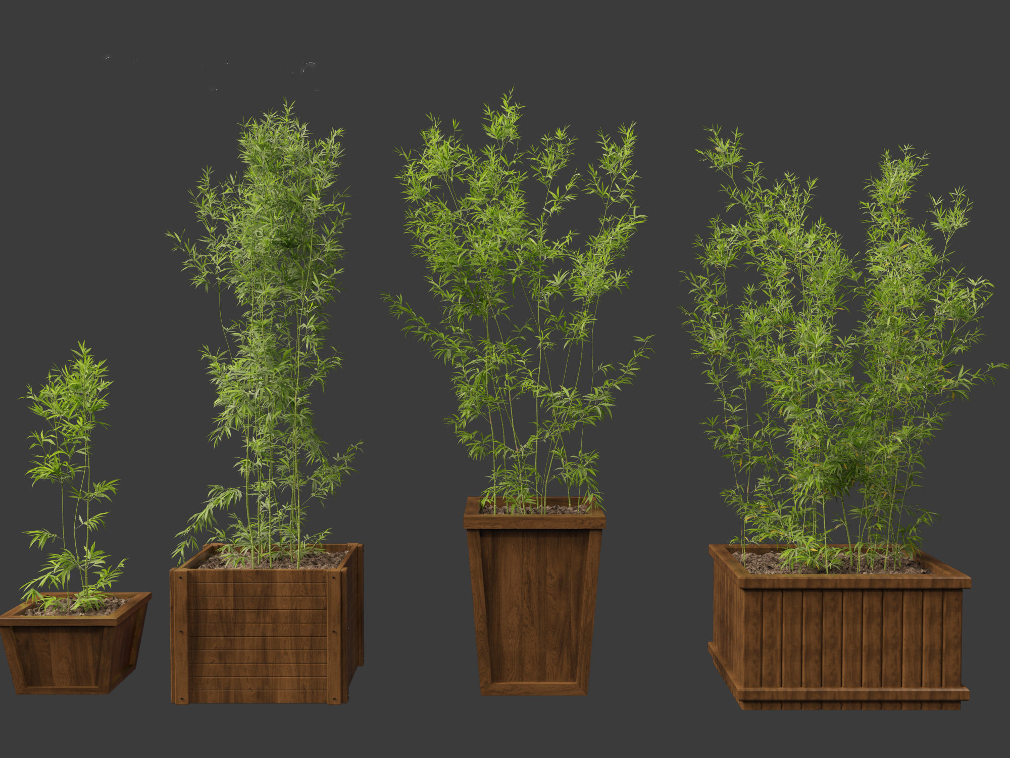 Bambusa boniopsi - Jade Goddess Bamboo  01 3D model_3