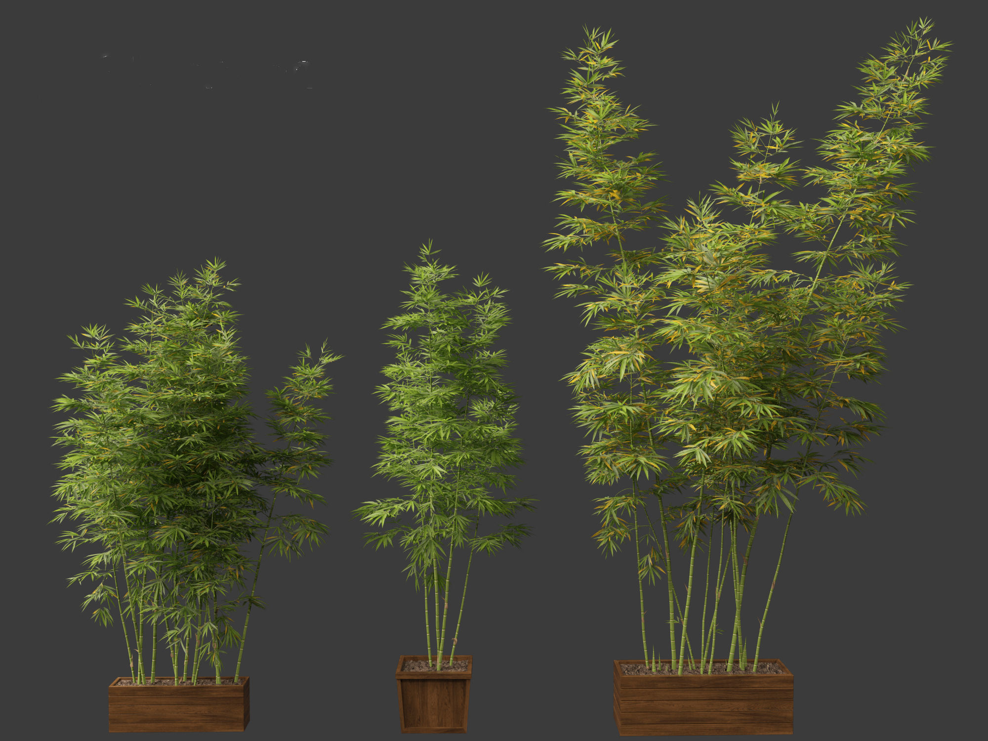 Bambusa boniopsi - Jade Goddess Bamboo  01 3D model_7