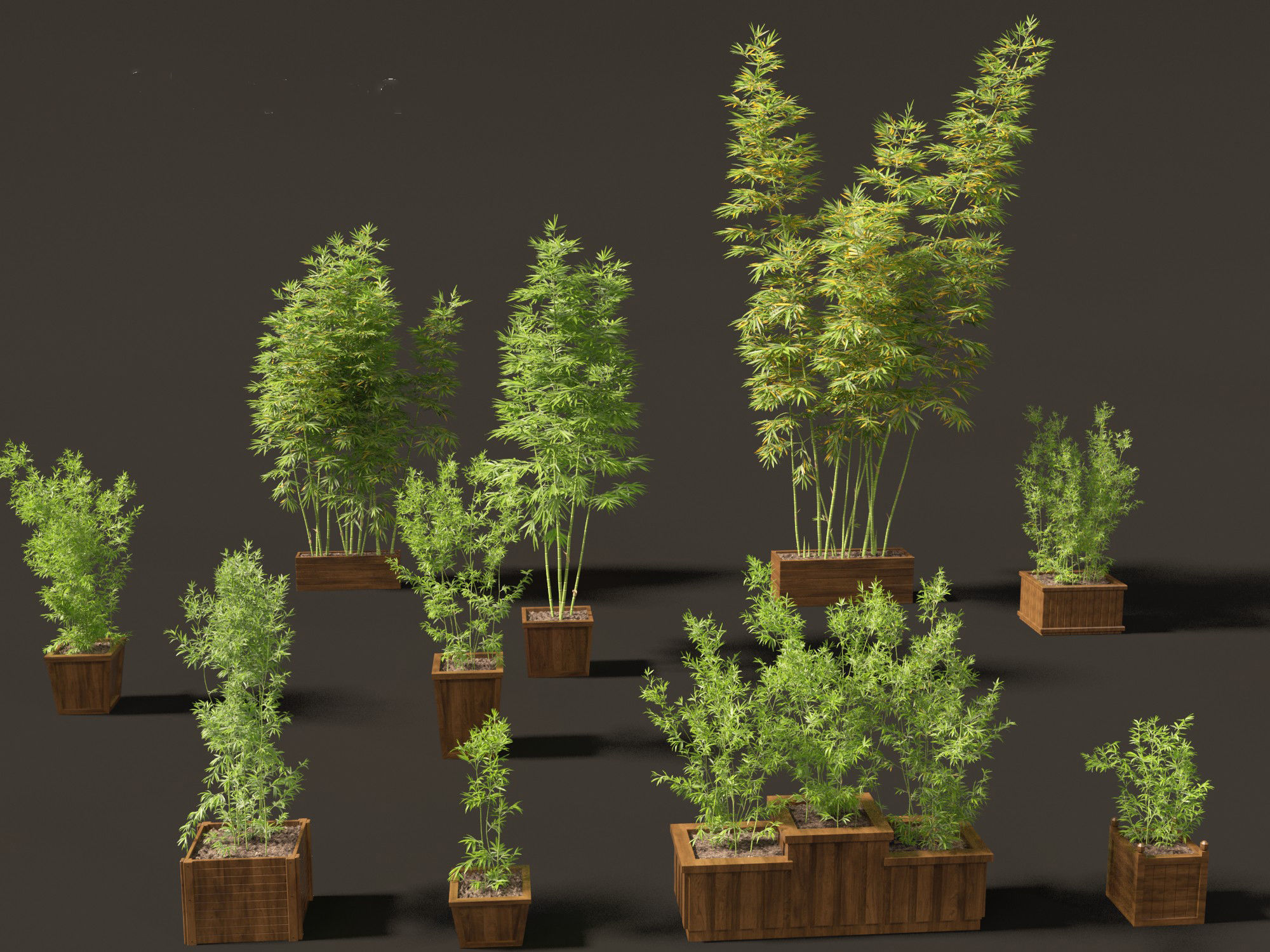 Bambusa boniopsi - Jade Goddess Bamboo  01 3D model_8