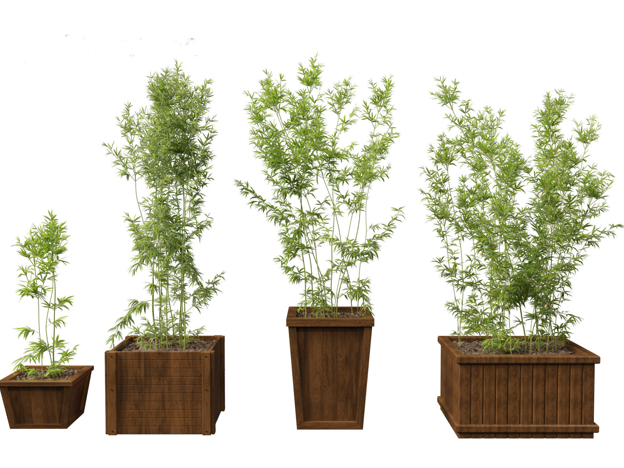 Bambusa boniopsi - Jade Goddess Bamboo  01 3D model_2