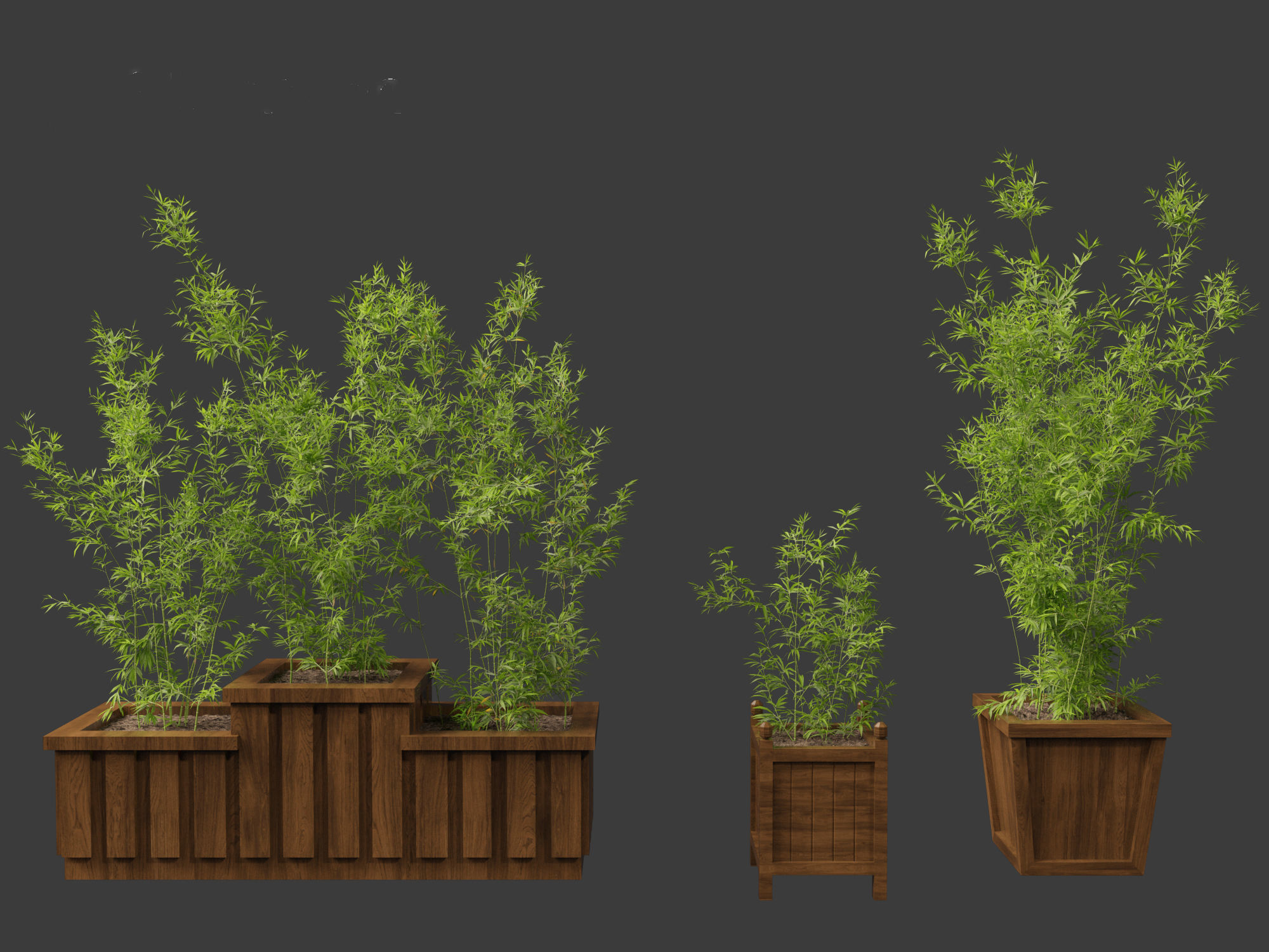 Bambusa boniopsi - Jade Goddess Bamboo  01 3D model_5