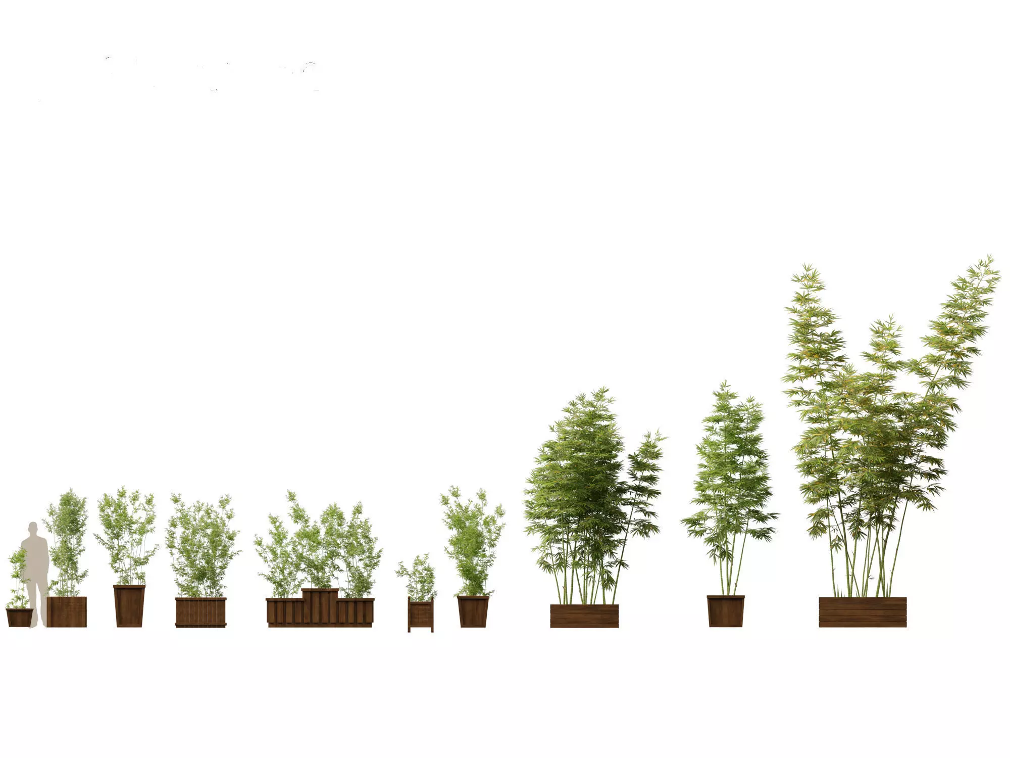 Bambusa boniopsi - Jade Goddess Bamboo  01 3D model_0