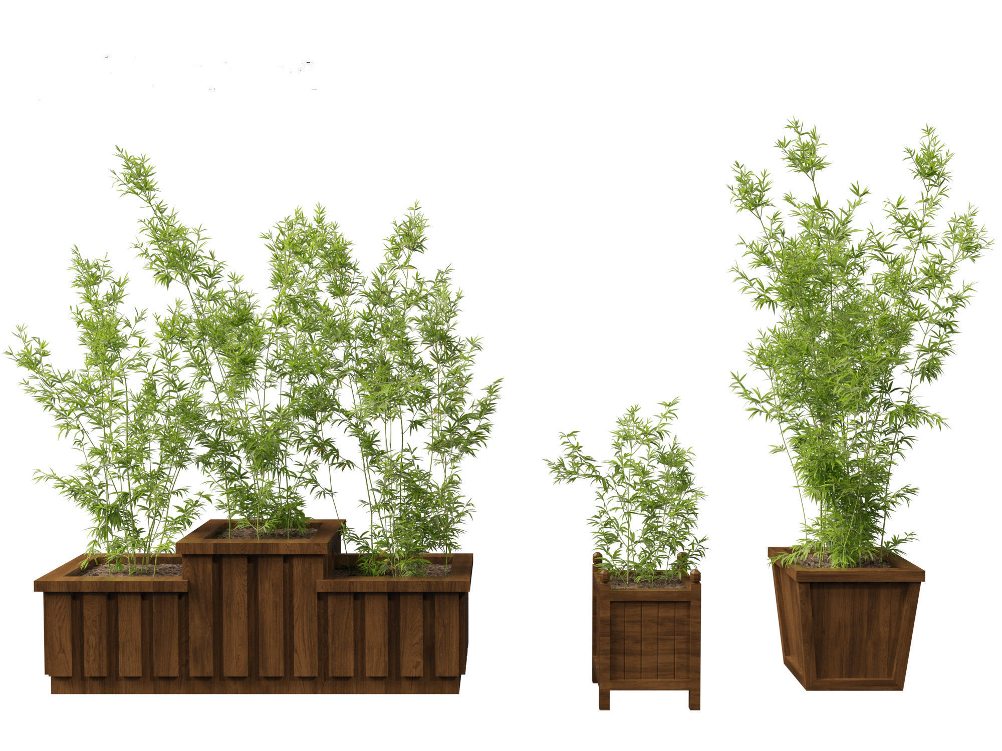 Bambusa boniopsi - Jade Goddess Bamboo  01 3D model_4